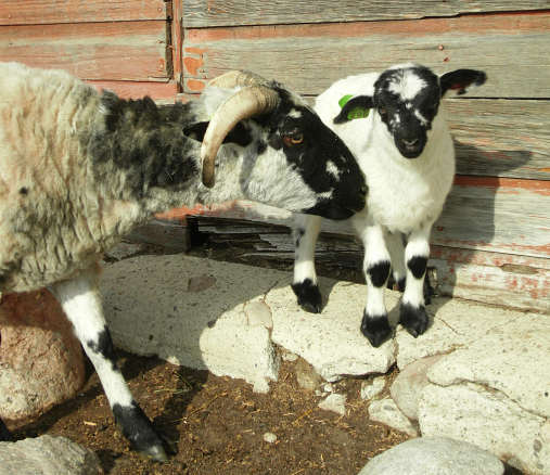 'Anita' and her 2009 lamb