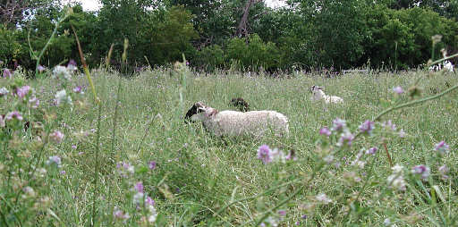 Grazing Lambs
